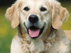 Cães