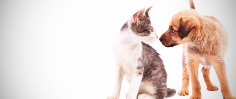 Foto do Banner