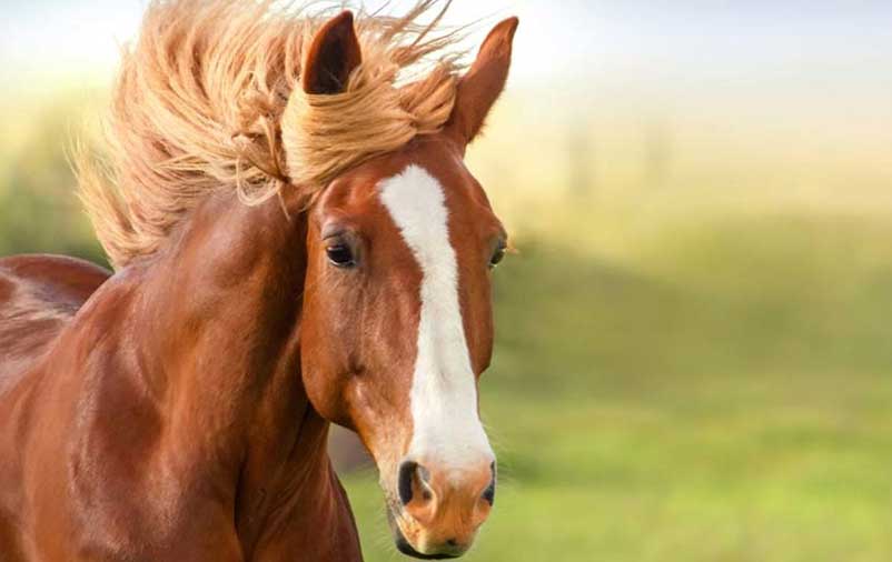 cavalo-ff