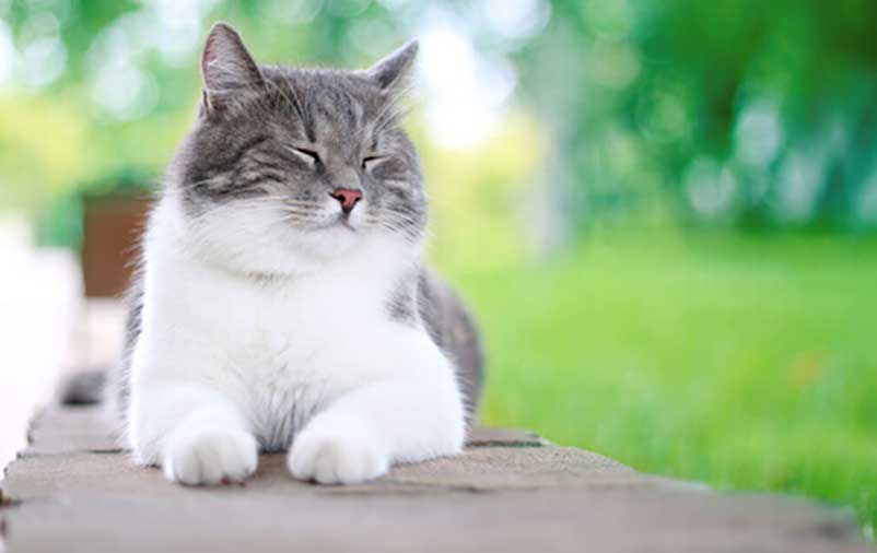 gato-ff